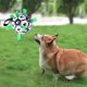 funny dog soccer toy